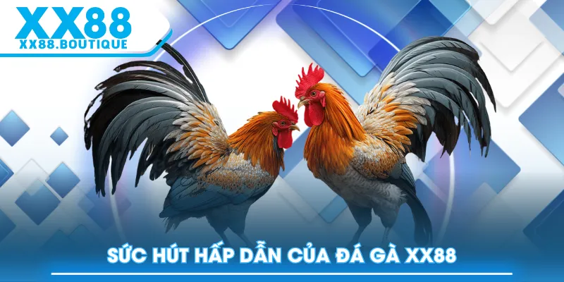 Sức hút hấp dẫn của Đá Gà XX88